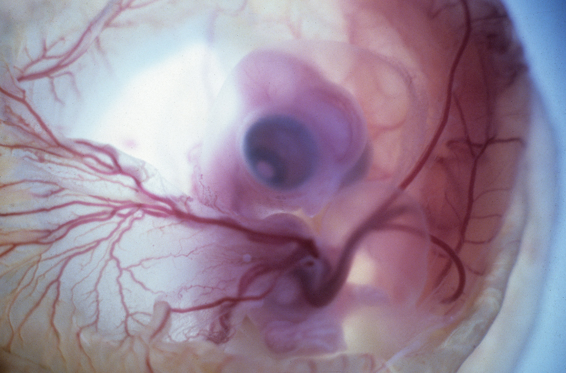 Chick Embryo X-rays Logo